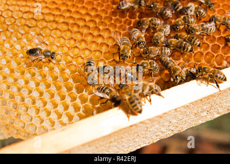 Les abeilles dans une ruche avec la reine des abeilles au milieu Banque D'Images