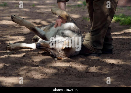 Garde-chasse se caresse wolf Banque D'Images