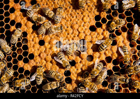 Vue rapprochée du groupe de travail sur nid d'abeilles. Banque D'Images