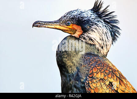 Kopfstudie cormoran Phalacrocorax carbo Banque D'Images