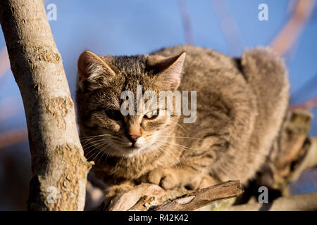 Mignon petit chaton gris on tree Banque D'Images