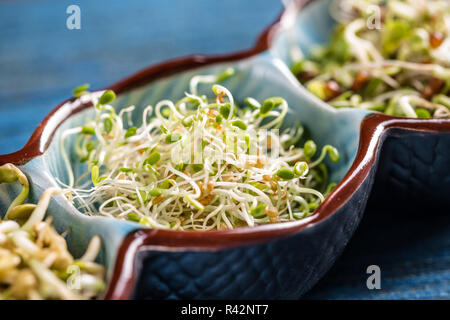 Le trèfle rouge sprout Banque D'Images