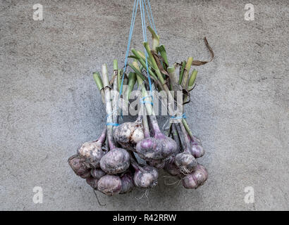 Fraîchement cueillis, biologiques et cultivés localement tas d'ail séchant au soleil. Banque D'Images