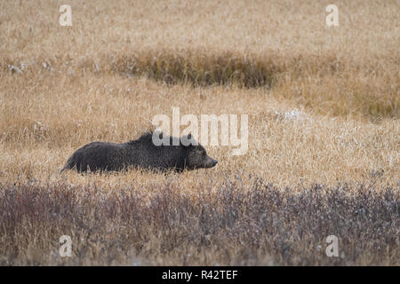 Grizzli dans le Parc National de Yellowstone, en Amérique du Nord Banque D'Images