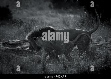 Cette image de Lion est prise à Masai Mara au Kenya. Banque D'Images