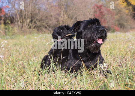 Couple de vieux chien et chiot mignon de Schnauzer noir géant Banque D'Images