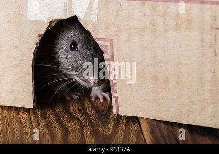 Rat gris jeter hors de la boîte close-up Banque D'Images