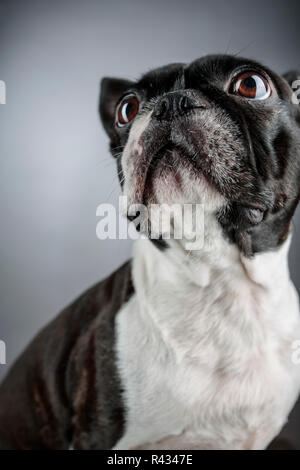 Portrait d'un chien de terrier de Boston le studio int Banque D'Images