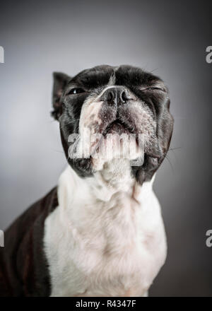 Portrait d'un chien de terrier de Boston le studio int Banque D'Images