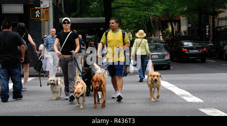 Deux hommes, probablement Professional Dog Walkers, traverser une rue de la ville de New York avec cinq chiens en remorque. Banque D'Images