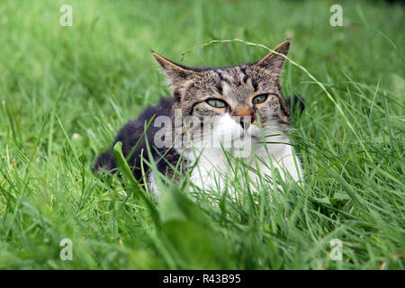 Un petit chat se cache dans son herbe Banque D'Images