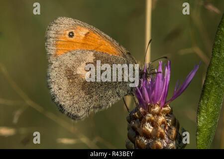 Petit oiseau (coenonympha pamphilus) Banque D'Images