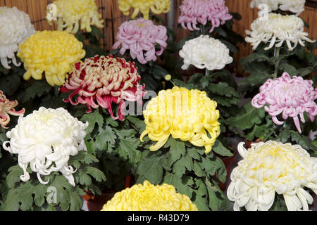 Chrysanthèmes fleurissent dans le jardin Banque D'Images