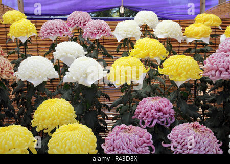 Chrysanthèmes fleurissent dans le jardin Banque D'Images