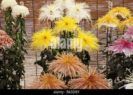 Chrysanthèmes fleurissent dans le jardin Banque D'Images