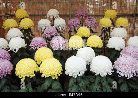 Chrysanthèmes fleurissent dans le jardin Banque D'Images