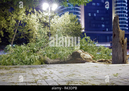 L'arbre est tombé dans la rue et tomba au sol. L'arbre est tombé dans la nuit et est tombé au sol. Baku, Azerbaïdjan . Banque D'Images