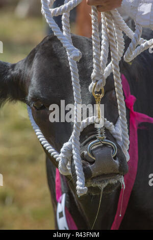 Direction Aberdeen Angus, 'encordés' avec un dos-nu blanc, et détenus par l'anneau dans le nez. Aylsham Show agricole annuel, Blickling, Norfolk Banque D'Images