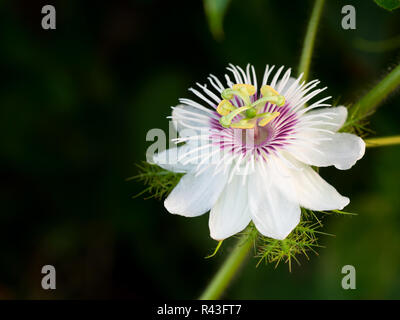 Passiflora foetida L. ont le bêta-carotène Aider à prévenir le cancer. Et la maladie de coeur est riche en fibres alimentaires. Banque D'Images