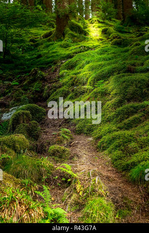 Mystérieuse forêt norvégienne au chemin de troll décolorer avec rayons de soleil avec conte de mousse de l'arbre vert Banque D'Images