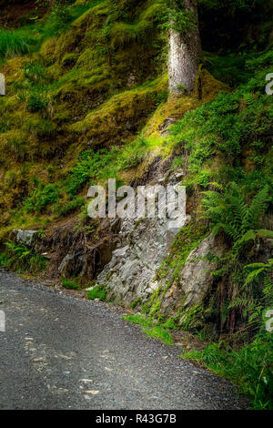 Mystérieuse forêt norvégienne au chemin de troll avec arbre vert mousse Banque D'Images