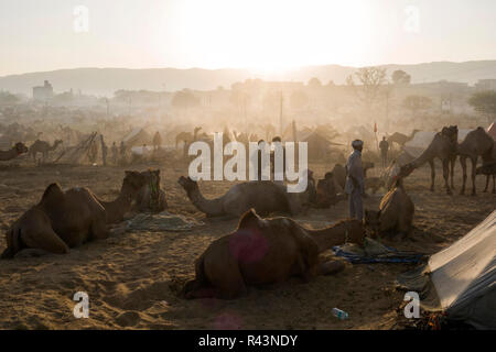 Les chameaux et les gens scène tôt le matin juste à Pushkar au Rajasthan, Inde Banque D'Images