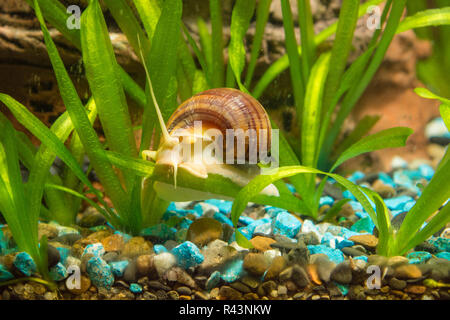 Marron à rayures rampant escargot sur une feuille de l'anguille Ampularia Banque D'Images