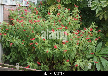 Salvia elegans (Pineapple Sage) Banque D'Images