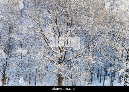 La neige a couvert de chênes et bouleaux dans snow forest Banque D'Images