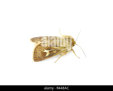 L'espèce d'andouiller nocturne Cerapteryx graminis isolé sur fond blanc Banque D'Images