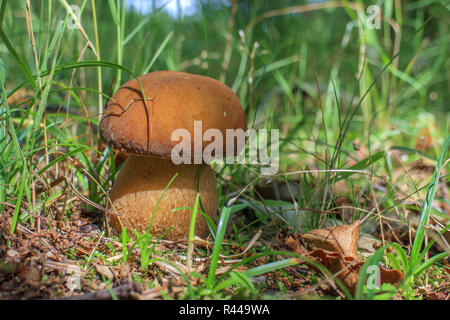 Boletus edulis Banque D'Images