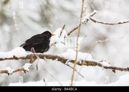 Dans le Blackbird Snowy Woods Banque D'Images