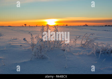 La neige et le givre sur les plantes au lever du soleil Banque D'Images