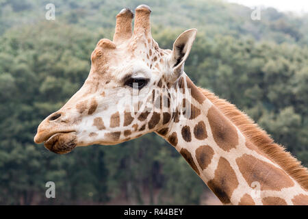 Profil de girafe Banque D'Images