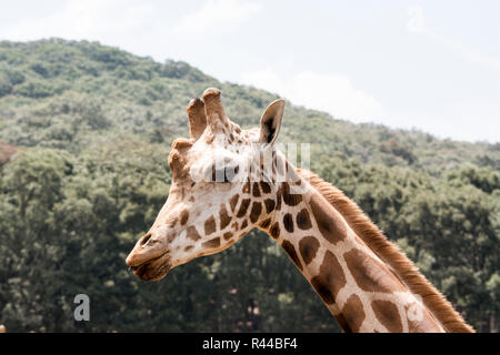 Girafe montrant la langue et des dents Banque D'Images