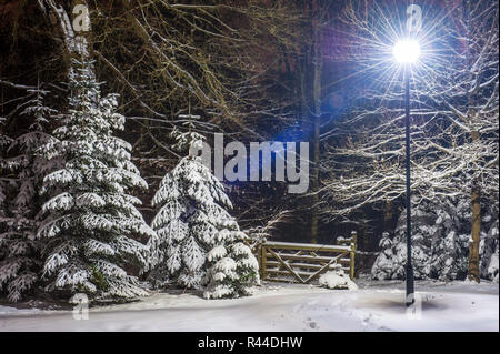 Bulletins d’enneigement sur les arbres Banque D'Images