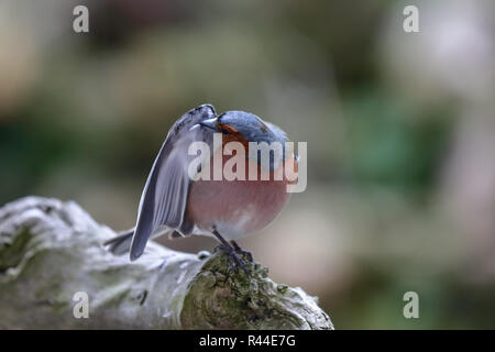 Chaffinch dressing up Banque D'Images