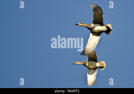 Paire de Canards chipeaux voler dans un ciel bleu Banque D'Images