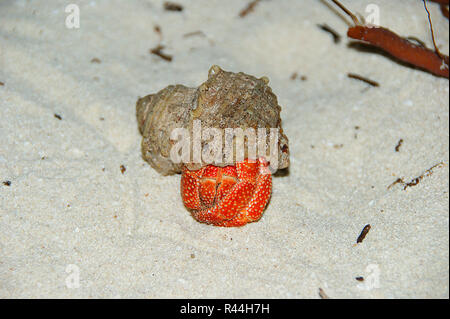 L'ermite de terres aux fraises (Coenobita perlatus) sur le sable. Banque D'Images