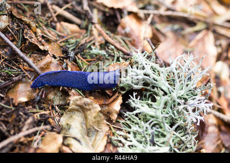 Mountain slug et le lichen d'Islande. La forêt. Rampante lente. Vue de dessus sur une limace. Banque D'Images