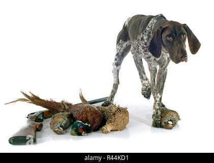 Jeux de chasse et de chien Banque D'Images