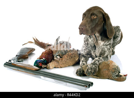 Jeux de chasse et de chien Banque D'Images