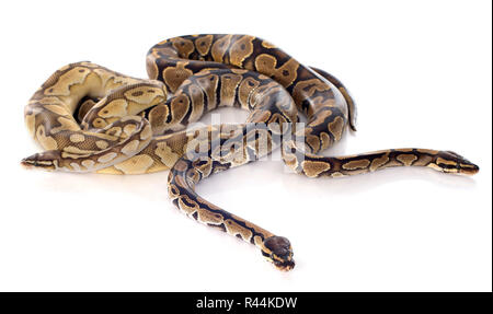 Python regius Banque D'Images