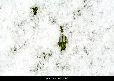 Moyenne à grande pelouse avec la texture de la neige. La texture de la pelouse du parc. Vue de dessus, les frais généraux. Grassplot toile de surface. Sous-couche Divet, arrière-plan décoratif. Green Banque D'Images