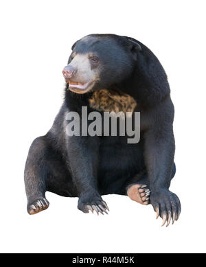 Malayan sunbear isolated Banque D'Images