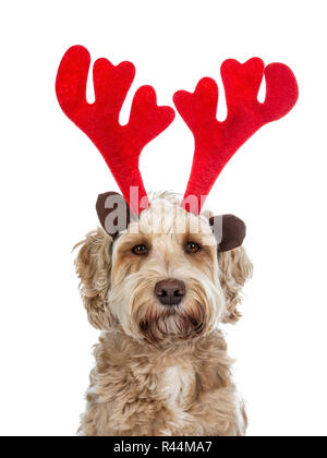 Head shot of young adult golden Labradoodle dog wearing reindeer antlers rouge et brun, à tout droit à l'appareil photo avec les yeux bruns. Isolé sur une brindille Banque D'Images