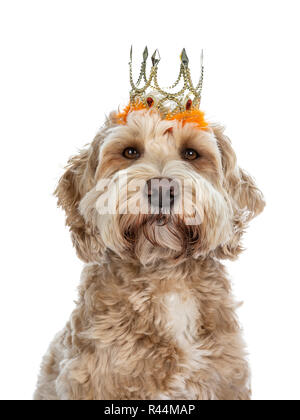 Head shot of young adult golden Labradoodle dog wearing orange orange avec couronne d'or, à tout droit à l'appareil photo avec les yeux bruns. Isolé sur fond blanc Banque D'Images