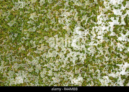 Moyenne à grande pelouse avec la fonte des neiges la texture. La texture de la pelouse du parc. Vue de dessus, les frais généraux. Grassplot toile de surface. Sous-couche Divet, arrière-plan décoratif Banque D'Images