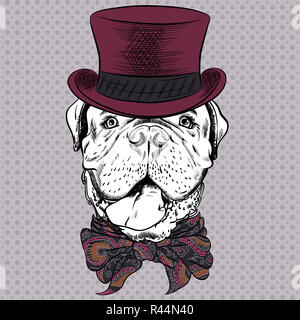 Vector cartoon funny chien mastiff français hipster Banque D'Images