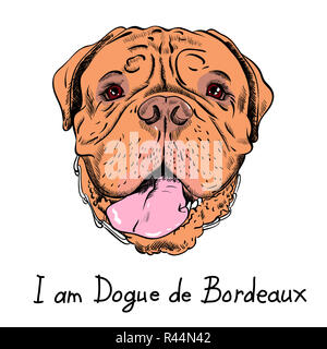 Vector cartoon funny chien mastiff français hipster Banque D'Images